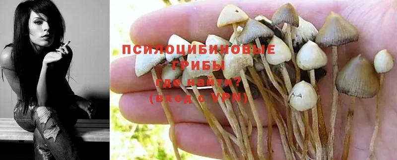 Галлюциногенные грибы Cubensis  наркошоп  Искитим 